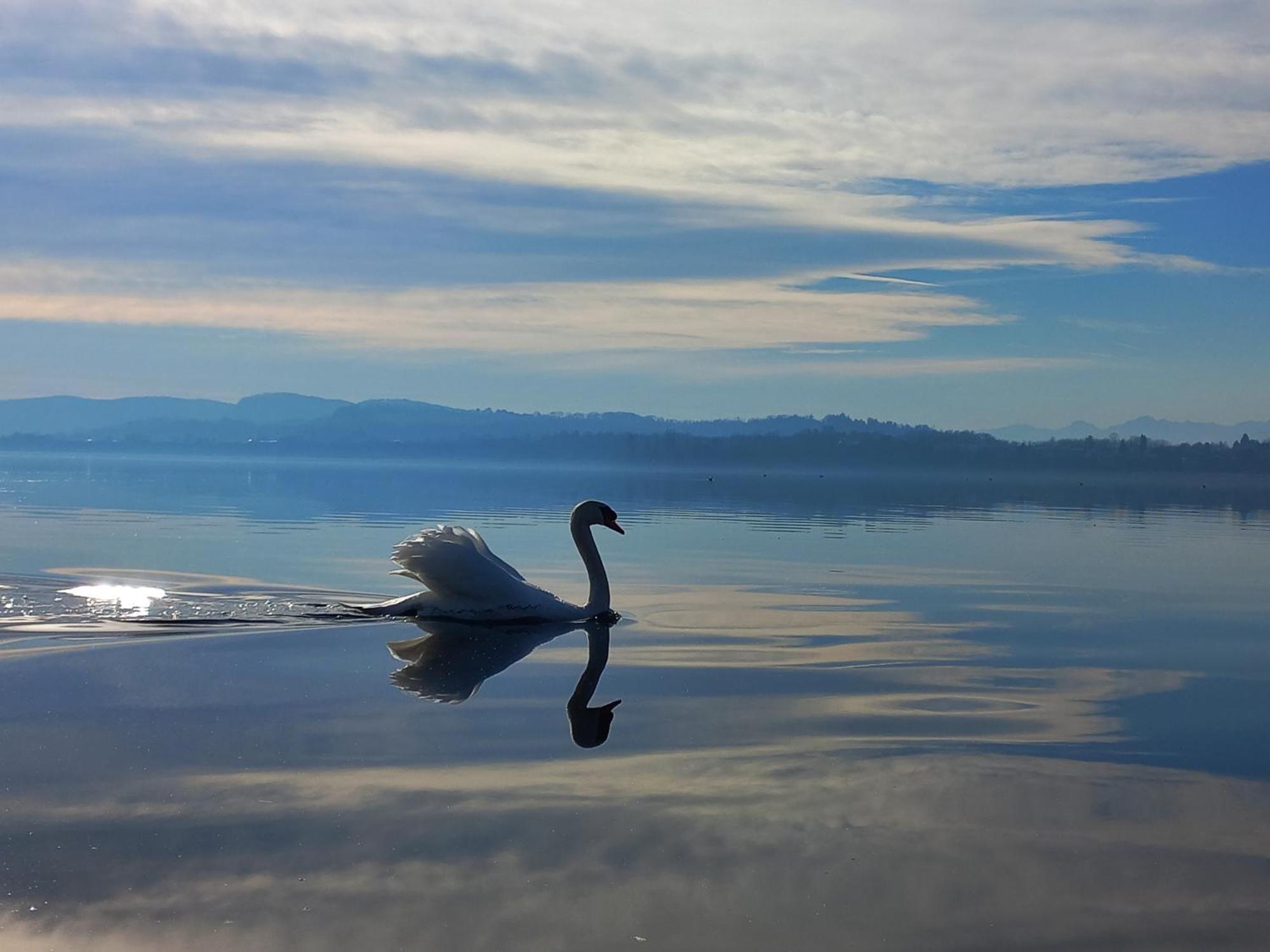 Appartamento Miralago Con Giardino Sul Lago Gavirate Bagian luar foto